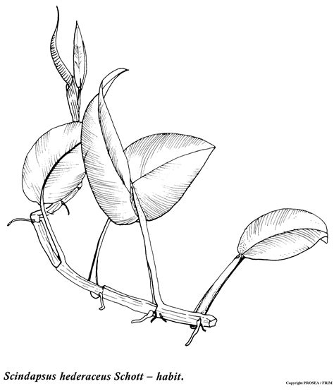 Scindapsus hederaceus Schott - GlobinMed