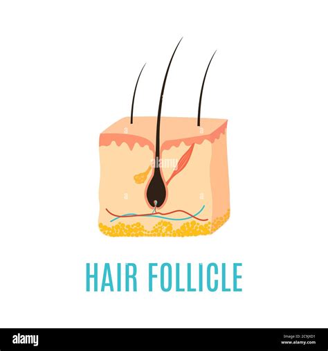 Hair Follicle Illustration Stock Photo Alamy