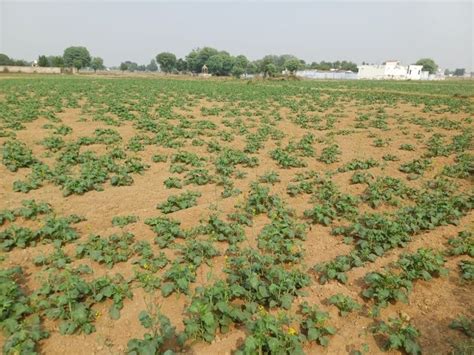 Temperature Rises Heavily On Mustard Crop Impact Of Indifference Of