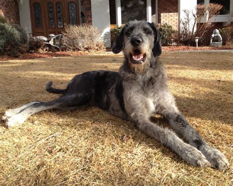 Great Dane Poodle Mix