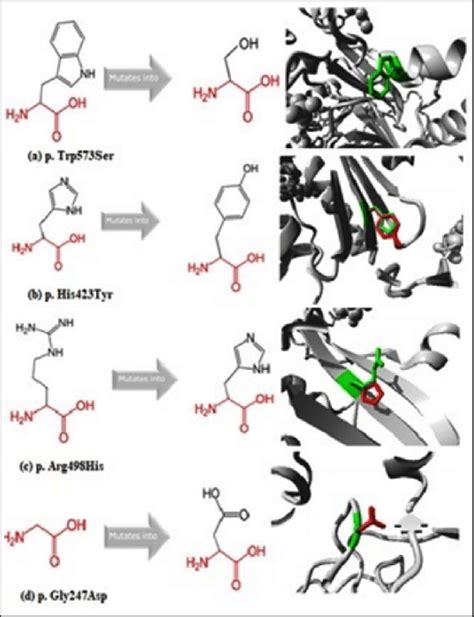 Description Of Wild Type And Mutant Amino Acids And Structural Changes