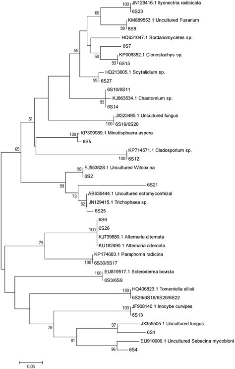 Frontiers Inoculation With Ectomycorrhizal Fungi And Dark Septate