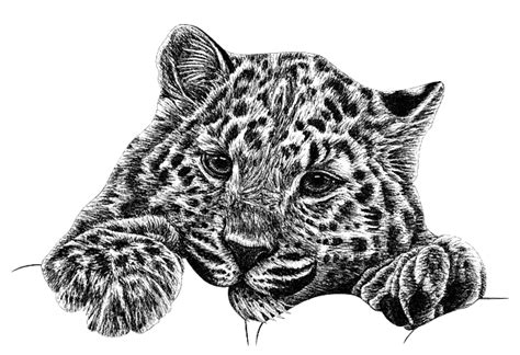 Amur Leopard Drawing