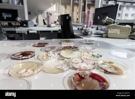 Environmental Fungi And Bacteria Growing In Petri Dishes Stock Photo