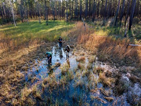 Bounty Of Habitats For Rare Species Protecting And Restoring The Francis Marion Parca Amphibian