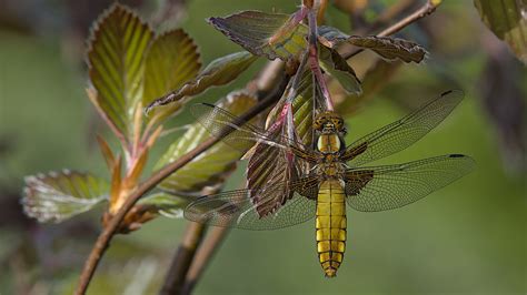 Libellule Déprimée Libellula Depressa Femelle Noël Huguet Flickr