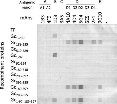 Dot Blot Analysis Recombinant Proteins Are Dotted On A Nitrocellulose