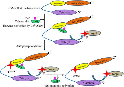 Frontiers Role Of Ca Calmodulin Dependent Protein Kinase Type Ii In