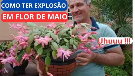 Flor De Maio Flor De Seda Shlumbergera Truncada Aprenda Dicas Faceis