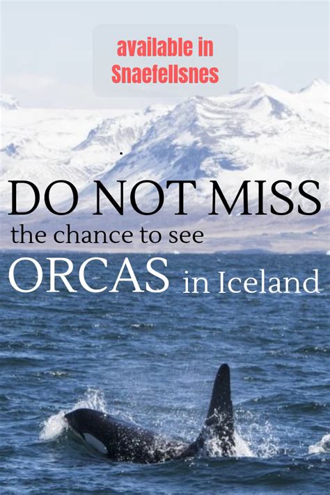 Orcas In Iceland Where And When Can You See Killer Whales In Iceland Artofit