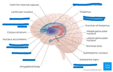 Basal Nuclei Diagram Quizlet