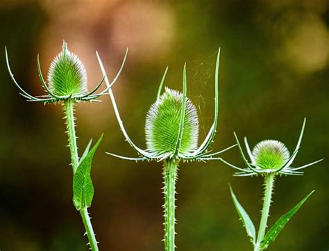 Cardo Natureza Espinhoso Foto Gratuita No Pixabay Pixabay