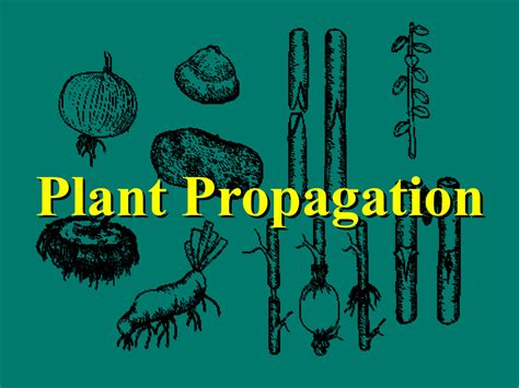 Plant Propagation