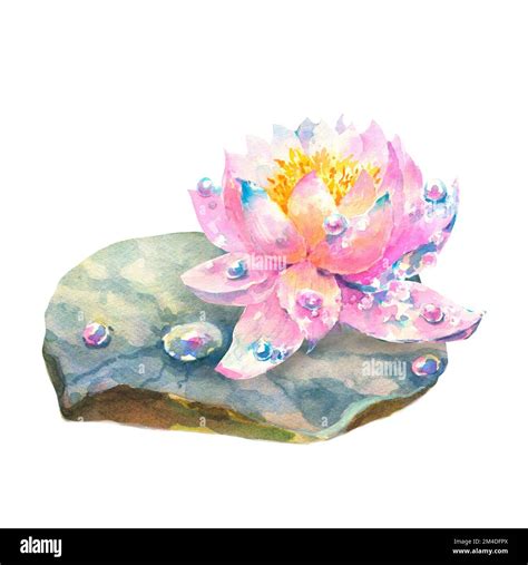 Botanical Watercolor Illustration Of Water Lilies With Dew Drops On White Background Floral