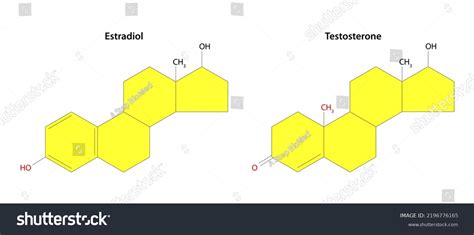 Estradiol Testosteron Structural Formulas Testosterone Main Stock