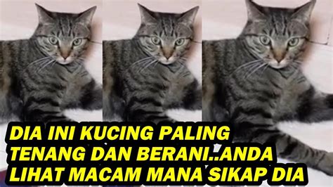 Dia Ini Kucing Paling Tenang Dan Berani Lihat Macam Mana Sikap Dia