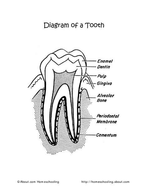 Diagram of a Tooth Worksheet for 2nd - 3rd Grade | Lesson Planet