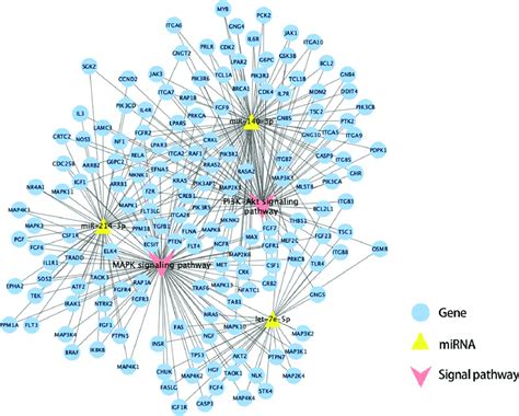 The Network Of Mirna Gene Signal Pathway Mirna Microrna Download