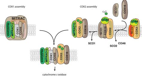 Cox Promotes Cox Metallation And Assembly During Respiratory Complex