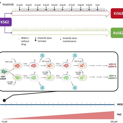 Establishment Of Resistant Cell Lines A Ki Cells Were Obtained By