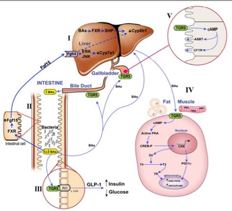 Molecular Regulation Of Bile Acid Homeostasis Pediatrics University