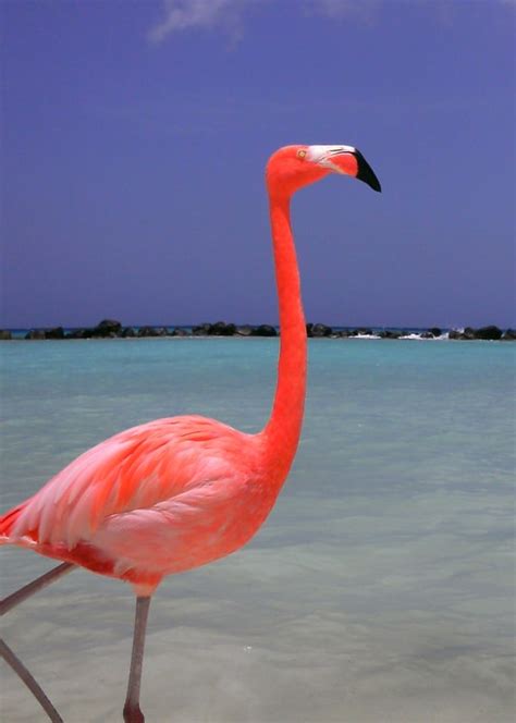 40 Fascinating Pictures Of Pink Flamingo Birds That Youll Enjoy