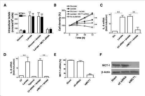 Mct Dependent Lactate Uptake In Endothelial Cells Stimulates Il