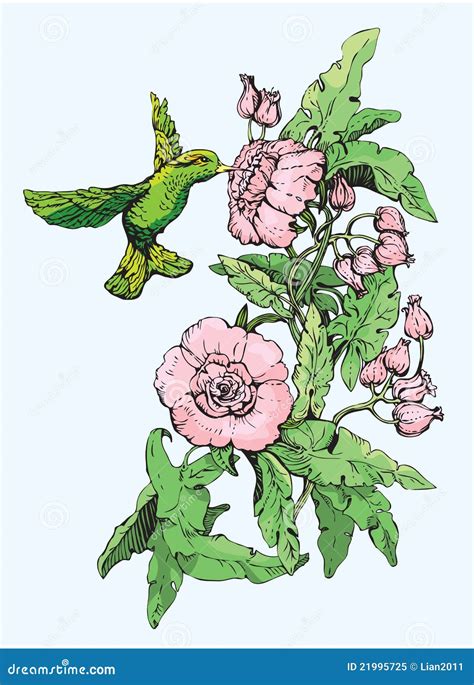 Colibri and flowers stock vector. Illustration of graphic - 21995725