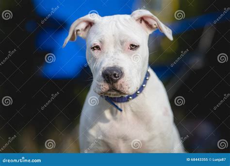 White American Staffordshire Terrier Puppy Stock Image Image Of