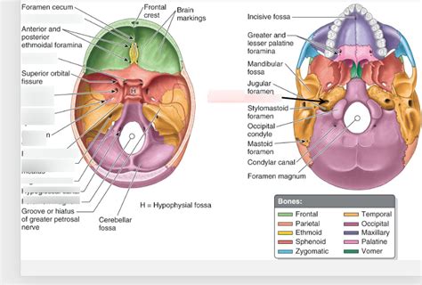 Foramina Apertures Diagram Quizlet