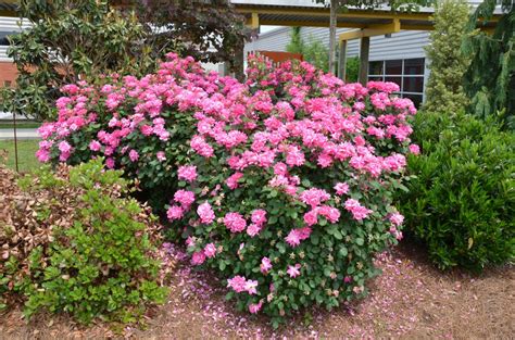 Double Knockout® Roses | What Grows There :: Hugh Conlon, Horticulturalist, Garden Advisor, and ...