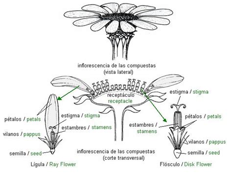 Esquema de la inflorescencia capítulo de compuestas Asteraceae