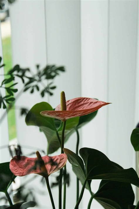 Comment Quand Et Pourquoi Fertiliser Vos Plantes D Int Rieur Anthurium