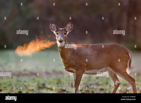 This Whitetail Deer Was Clearing Out Her Nostrils Just As The Sun Was