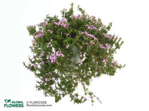 Photo Verbena Lascar Light Pink Global Flowers