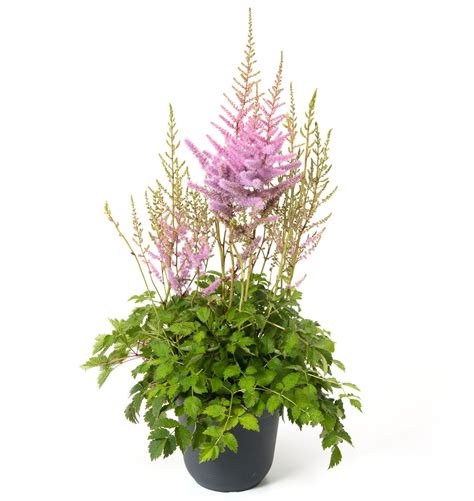 Teppichspiere Astilbe Chinensis Var Pumila G Nstig Kaufen