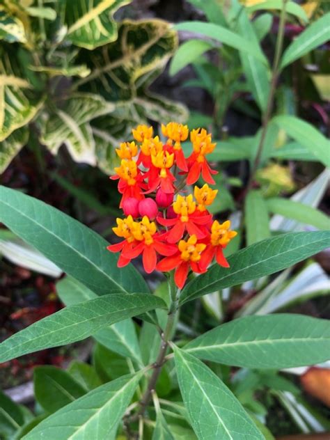 Asclepias Curassavica Silky Deep Red Asclepias Curassavica Silky