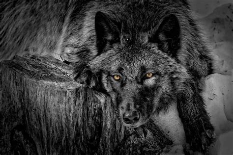 Black Wolf Images | Mystery & Fear Unravelled - Cool Wildlife