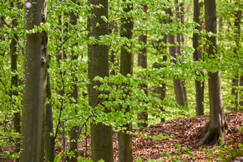 Bauen Mit Laubholz Vom Wald Zum Technischen Produkt Brettschichtholz