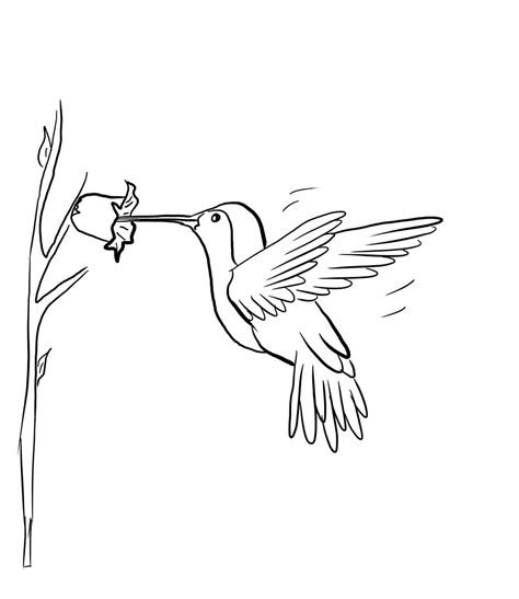 Hummingbird Flower Coloring Pages