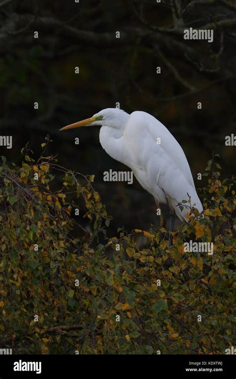 Adult Great White Egret Stock Photo Alamy