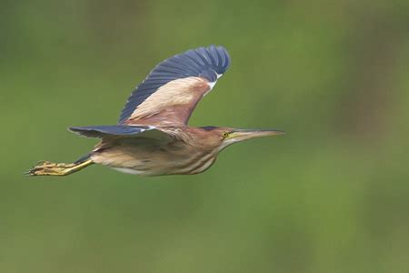 Heron Vs Stork Telling Them Apart