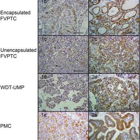 Immunolabeling Of Apoptosis Markers Representative Microphotographs Of