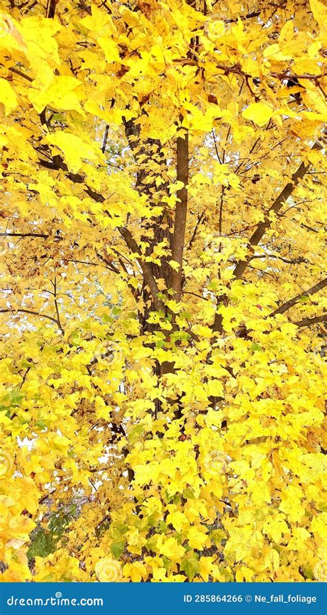 New England Fall Foliage Maple Yellow Peak Color Stock Photo - Image of ...