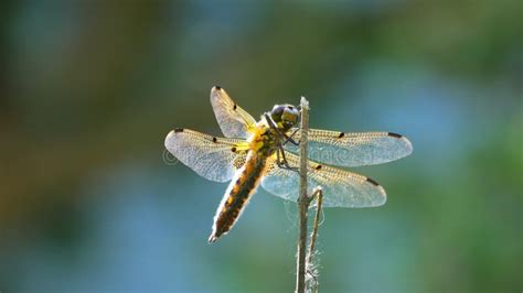 Yellow And Black Dragonfly Flying On Tree In Beautiful Morning Sunrise