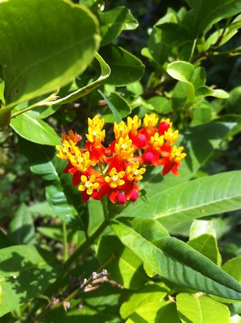 Mexican Butterfly Bush Flickr Photo Sharing