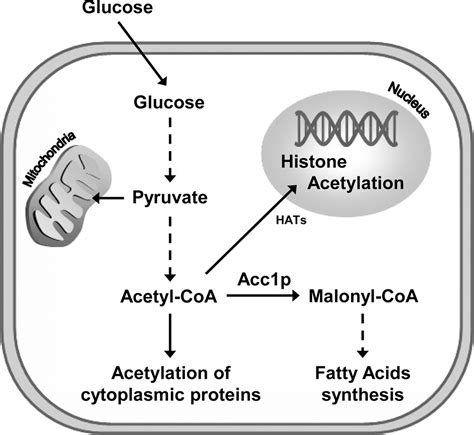 Acetyl Coa Carboxylase Regulates Global Histone Acetylation ♦ Journal Of Biological Chemistry