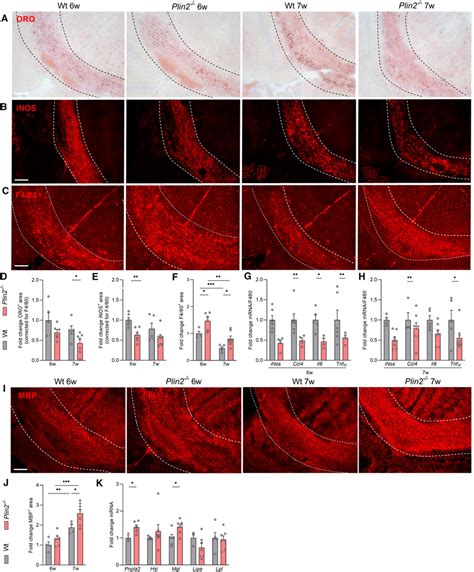 Plin Deficiency Stimulates Remyelination In The Cuprizone Model