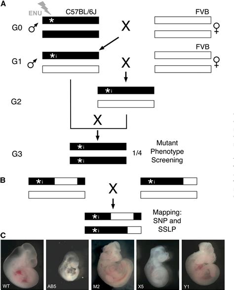 Figure 1 From Multiplex Chromosomal Exome Sequencing Accelerates