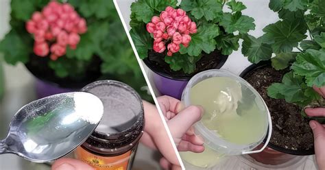 Удобрение из янтарной кислоты для комнатных цветов - Со Вкусом